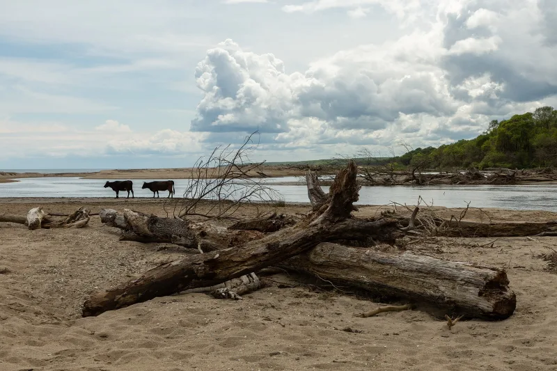 غابات سهول إينيادا: غابة لونغوز وبحيرات كيركلاريلي